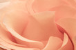 isolated tea rose flower. studio shot, closeup