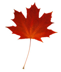 Wall Mural - maple leaf red autumn