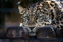 Amur Leopard With Green Eyes Lounging  On Wood Surface