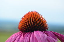 Isolated Closeup Side View Of Pink Coneflower