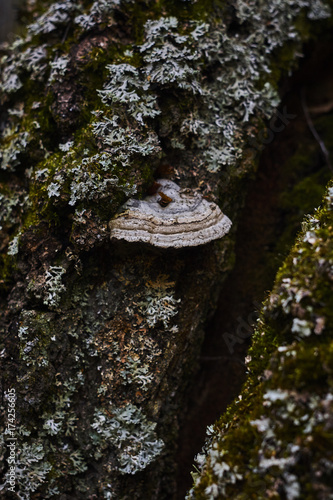 Fotografia, Obraz parmelia lichens hypogymnia Laetiporus Polyporus polypore sponk in dark backgro