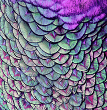  Beautiful Backdrop Of Bright, Colorful Pattern Of Feathers Wondrous Fabulous Birds Peacock Feathers