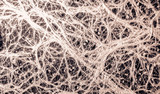 Fototapeta Tęcza - Incredible vascular plant fine roots looking like a neural network