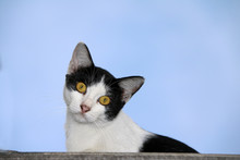 Cat Black And White Color Sitting On The Roof And Blue Sky Background. Black And White Cat Sitting And Tilted Neck On The Cover Of House.