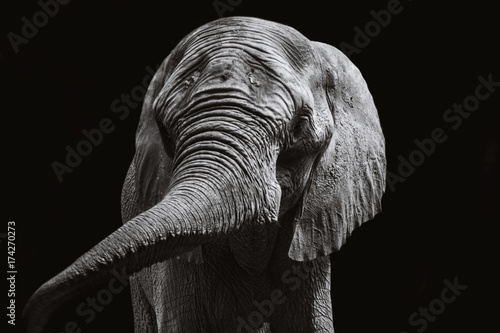 Plakat Twarze Tajlandzcy słonie w Tajlandia