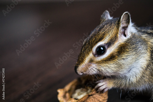 Zdjęcie XXL portret wiewiórki