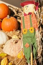 Autumn Oktoberfest Display Of Straw, Male Doll And Ripe, Local Pumpkins, Gourds And Designer Squashes For Sale At A Autumn Farmers Market