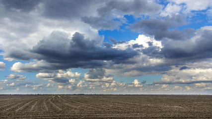 Large beautiful spring the field with a distant kind on a forest and dark sky