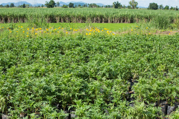 Marigold flowers in the garden