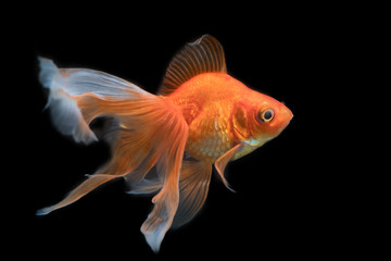 Goldfish pet in an aquarium tank with a black background