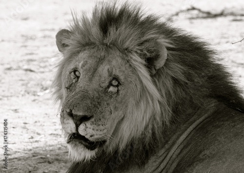 Plakat Okaleczający Męski lew patrzeje w kamerę w Erindi, Namibia