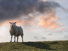 Sheep In A Field With A Beautiful Sky In The Background. 