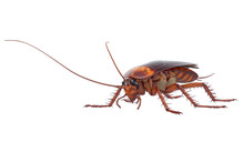 Cockroach Bug Insect Brown With Antenna. 3D Rendering