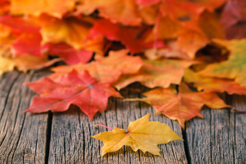 Wall Mural - heap of falll maple foliage on wooden table