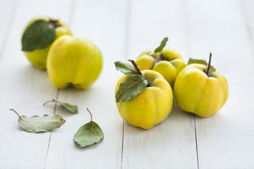 feeding, selling, fall concept. few bright fruits of quince tree lying on the table painted with snowy white shining colour, they are surrounded by green leaves