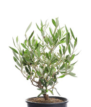 Decorative Olive Tree On White Background