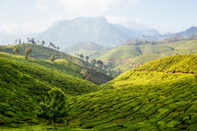 Lush Mountainous Green Scenery Of Tea Plantations And Trees In A Valley On A Sunny Day In Munnar, India