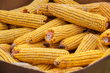 Ears Of Field Corn Displayed At A Farmers Market 