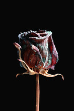 Mold On Dried Red Rose, Studio Shot