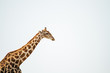 © AlejandroMCB photo & film/Stocksy - A giraffe head and long neck portrait on a clear bright day