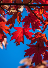 vertical photo of red fall maple leaves against a blue sky