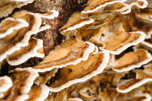 Merulius Tremellosus, A Bracket Fungus With A Gelatinous Underside, Commonly Found On Dead Or Dying Conifers