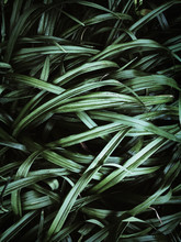 Green Plant Leaves In Closeup