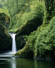 Punchbowl Falls In The Old Growth Forest Of The Columbia River Gorge, Oregon