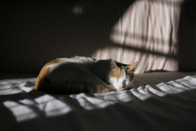 Cat Enjoying A Nap In Sunny And Shady Bedroom