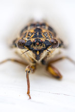 Buzzer Bug