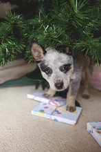 A Young Blue Heeler Puppy Dog Underneath The Christmas Tree
