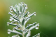 © Kerry Murphy/Stocksy - Macro of rain drops on sedum plant