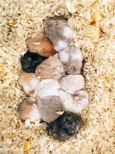 A Group Of Tiny Hamsters Sleeping Together