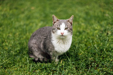 Gray Domestic Cat In Green Grass
