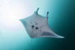 © Song Heming/Stocksy - Manta ray