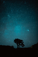A Joshua Tree Silhouetted Under A Starlit Sky