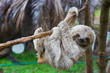 Leinwandbild Motiv Baby Sloth in Tree in Costa Rica
