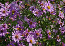 Pink Fall Flowers Asters
