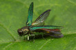 Emerald Ash Borer Spreading its Wings