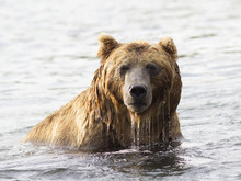 Brown Bear In Water. Closeup Portrait