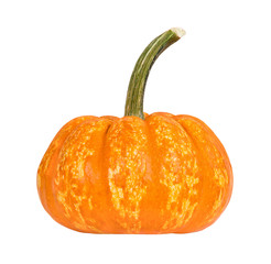 Wall Mural - Crunchkin mini pumpkin, isolated on white background