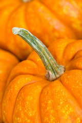 Wall Mural - Closeup of Crunchkin mini pumpkins