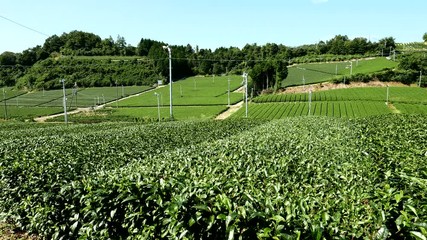 Canvas Print - Tea farm