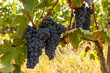 ripe red grape clusters on the vine