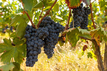 Ripe Red Grape Clusters On The Vine