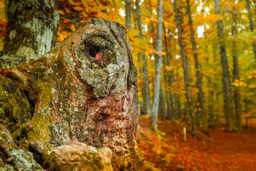 First colors of autumn on chestnut trees