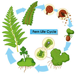 Wall Mural - Diagram showing fern life cycle