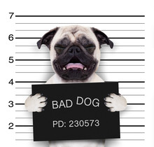 Mugshot Dog At Police Station