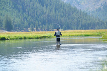 Fly-fisherman Fishing In Madison River, Yellowstone Park