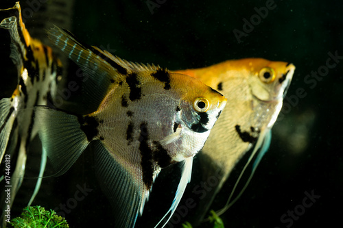 Zdjęcie XXL ryba pływa w akwarium w domu